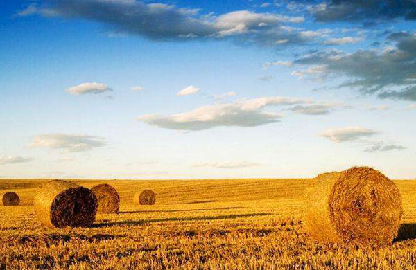 生物質(zhì)能利用途徑有哪些？目前存在什么問題？